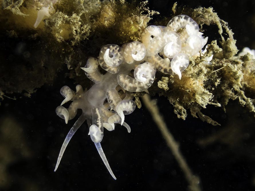 Phyllodesmium iriomotense